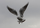 Fotos_Möwen, Sturmvögel, Albatrosse
