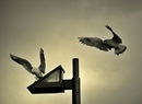 Fotos_Möwen, Sturmvögel, Albatrosse