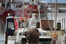 Fotos_Möwen, Sturmvögel, Albatrosse