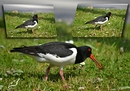 Fotos_Möwen, Sturmvögel, Albatrosse