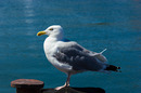 Fotos_Möwen, Sturmvögel, Albatrosse