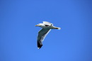 Möwe