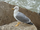Fotos_Möwen, Sturmvögel, Albatrosse