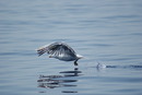 Fotos_Möwen, Sturmvögel, Albatrosse