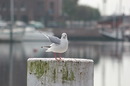 Fotos_Möwen, Sturmvögel, Albatrosse