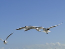 Gemeinsammer Flug