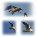 Collage von den Möwen 1