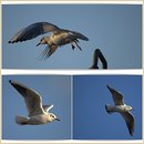 Collage von den Möwen 2