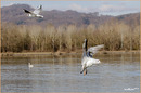 Fotos_Möwen, Sturmvögel, Albatrosse