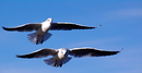 Fotos_Möwen, Sturmvögel, Albatrosse