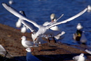 Fotos_Möwen, Sturmvögel, Albatrosse