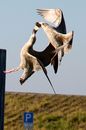 Fotos_Möwen, Sturmvögel, Albatrosse