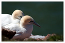 Fotos_Möwen, Sturmvögel, Albatrosse