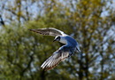 Fotos_Möwen, Sturmvögel, Albatrosse