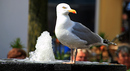 Fotos_Möwen, Sturmvögel, Albatrosse