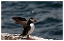 Fotos_Möwen, Sturmvögel, Albatrosse