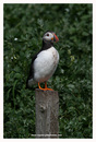 Fotos_Möwen, Sturmvögel, Albatrosse