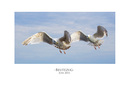 Fotos_Möwen, Sturmvögel, Albatrosse