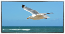 Fotos_Möwen, Sturmvögel, Albatrosse