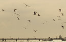 Fotos_Möwen, Sturmvögel, Albatrosse