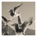 Fotos_Möwen, Sturmvögel, Albatrosse