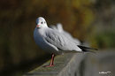 Möwe bei der Rast