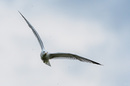 Möwe im Jagtfieber