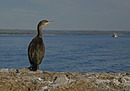 Kormoran