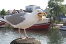 Fotos_Möwen, Sturmvögel, Albatrosse