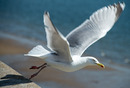 Fotos_Möwen, Sturmvögel, Albatrosse