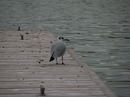 Fotos_Möwen, Sturmvögel, Albatrosse