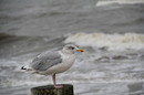 Fotos_Möwen, Sturmvögel, Albatrosse