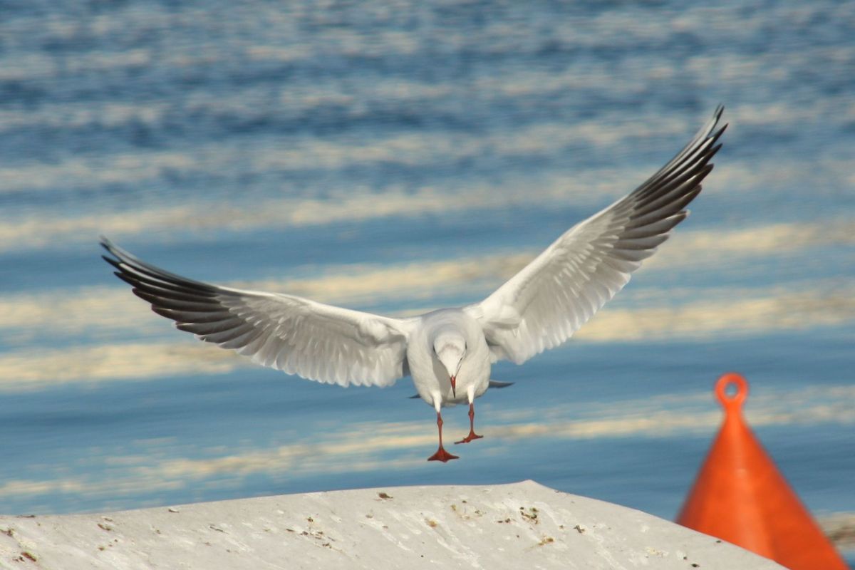 Landeanflug