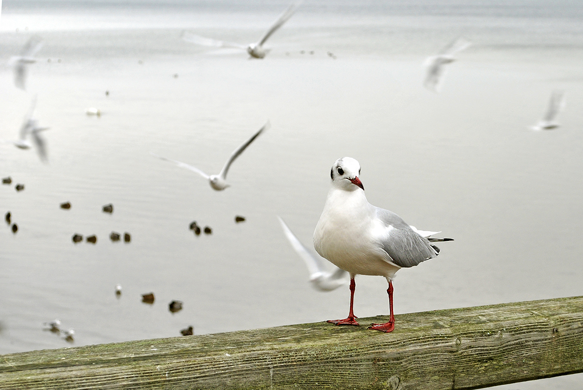Guckst du...?