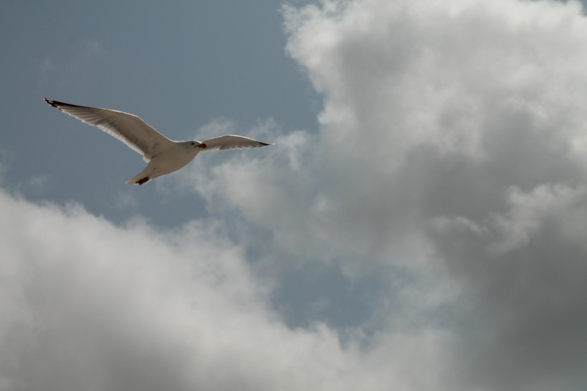Möwe