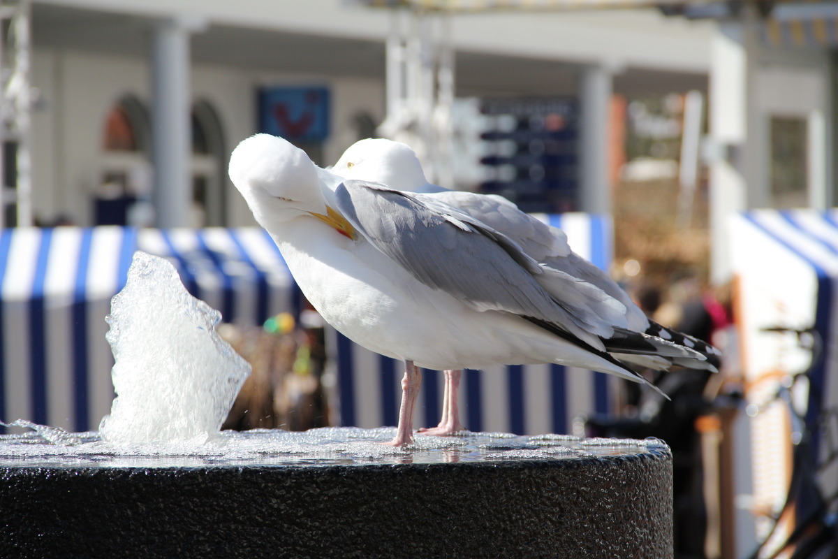 Mövchen
