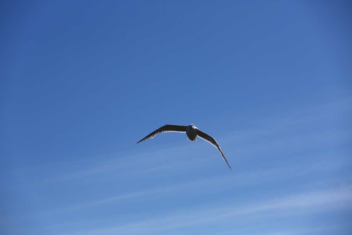 Der Vogel