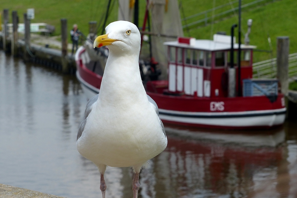 Möwe in Greetsiel