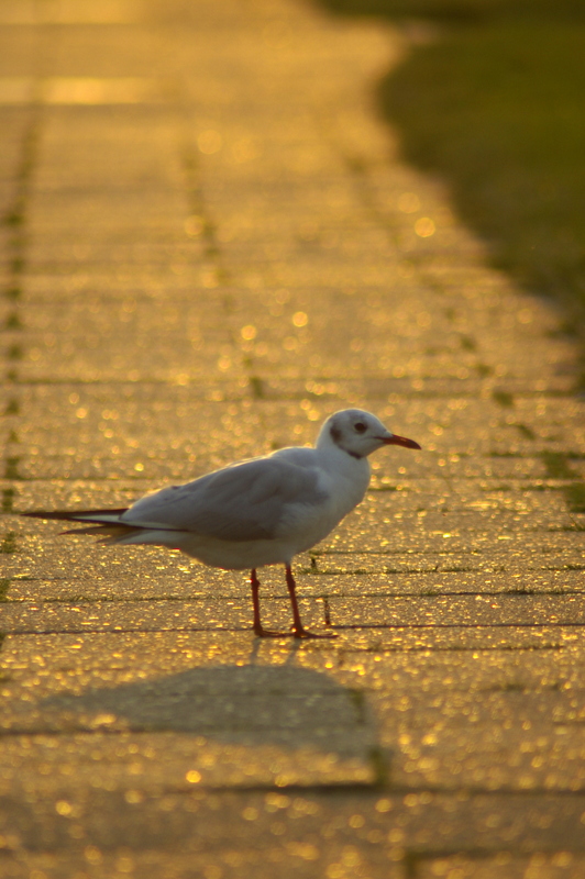 Möwe auf "Goldenem Boden"