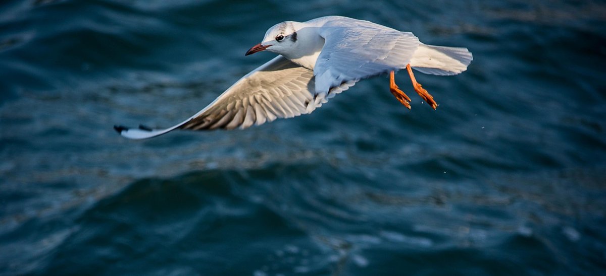 Möwe