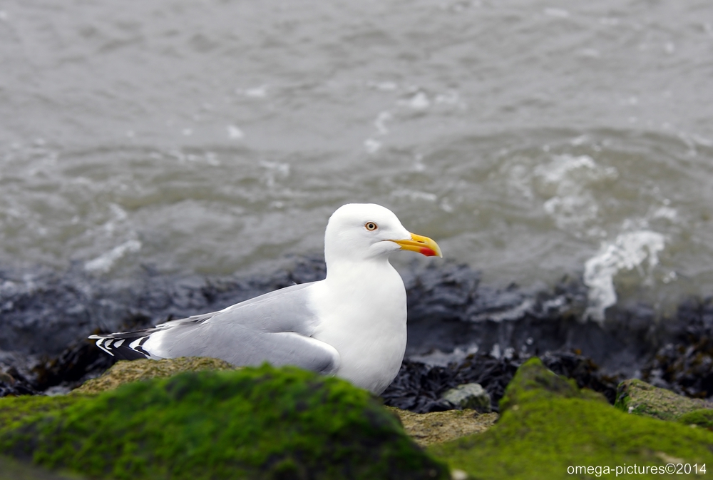 nordsee 2014