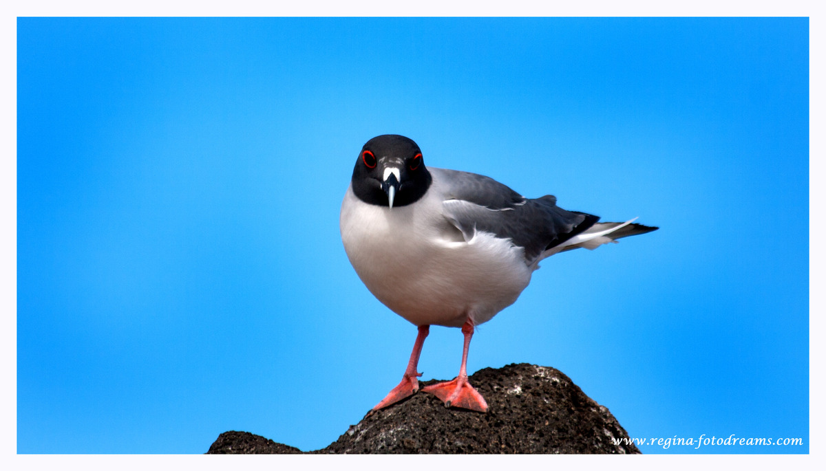 Galapagos