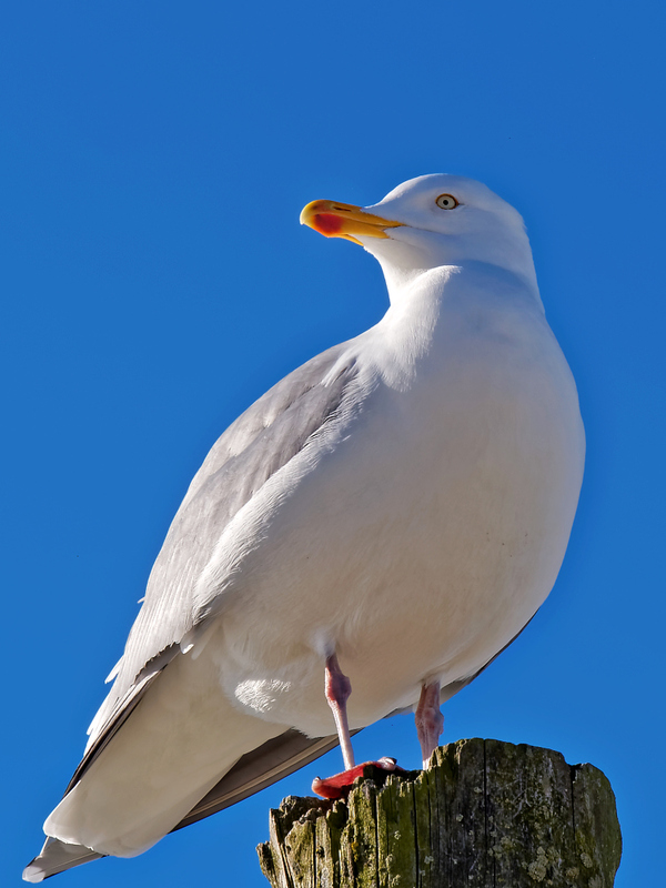 Blau-Weiß