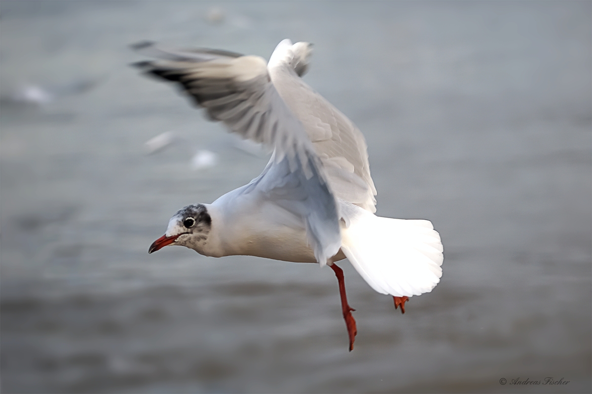 Lachmöwe im Abendlicht