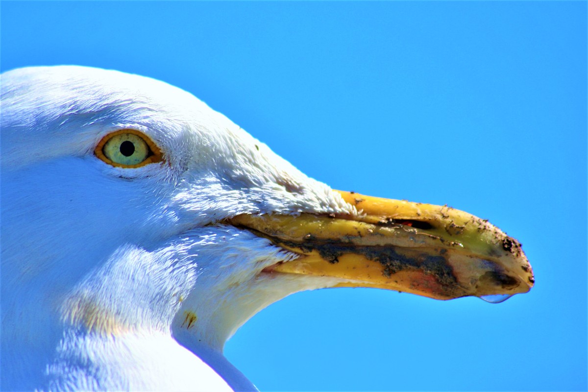 Porträt einer Möwe