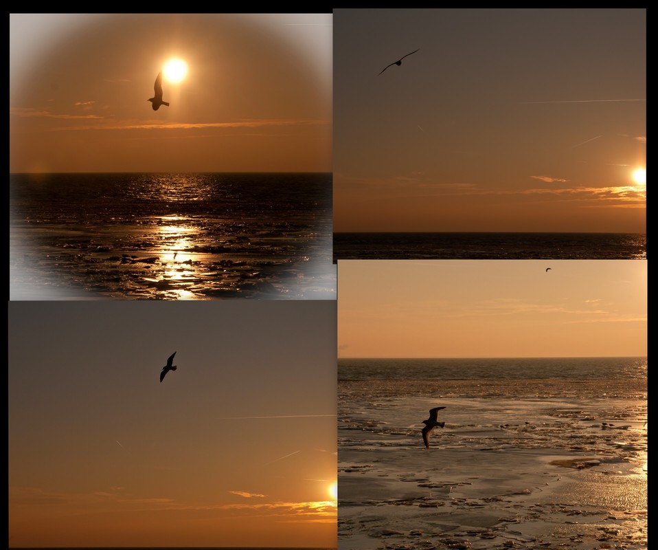 collage mowen am ijselmeer