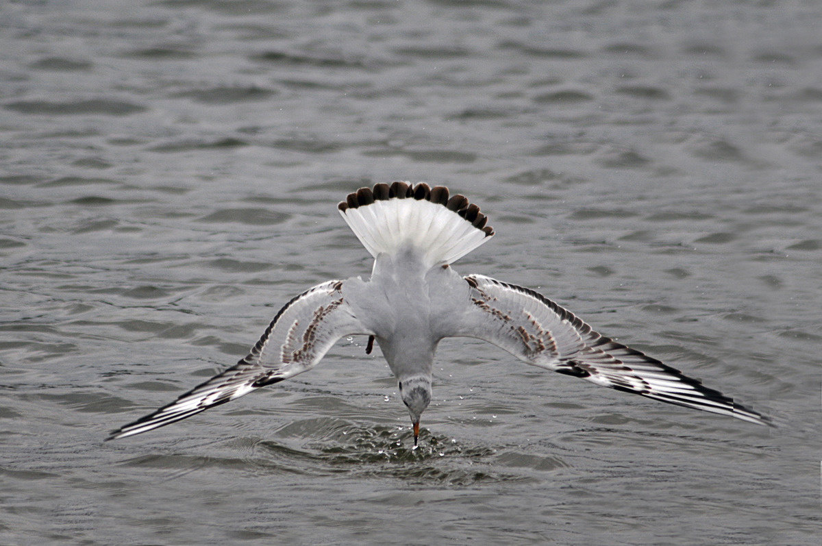 Möwe als Akrobat