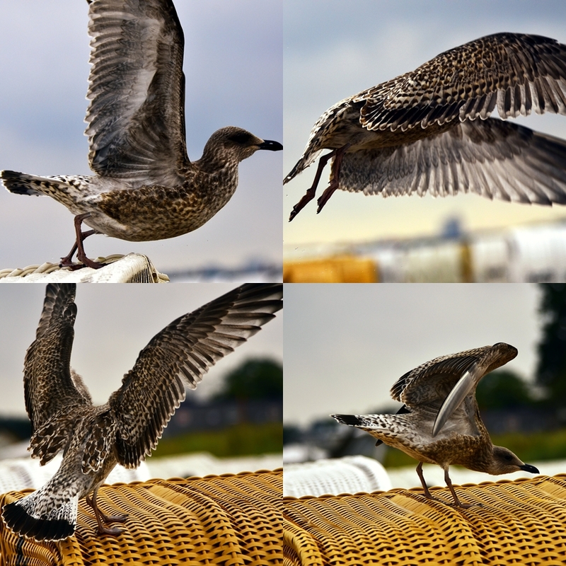 Der Flug