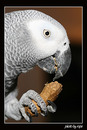 Fotos_Papageien