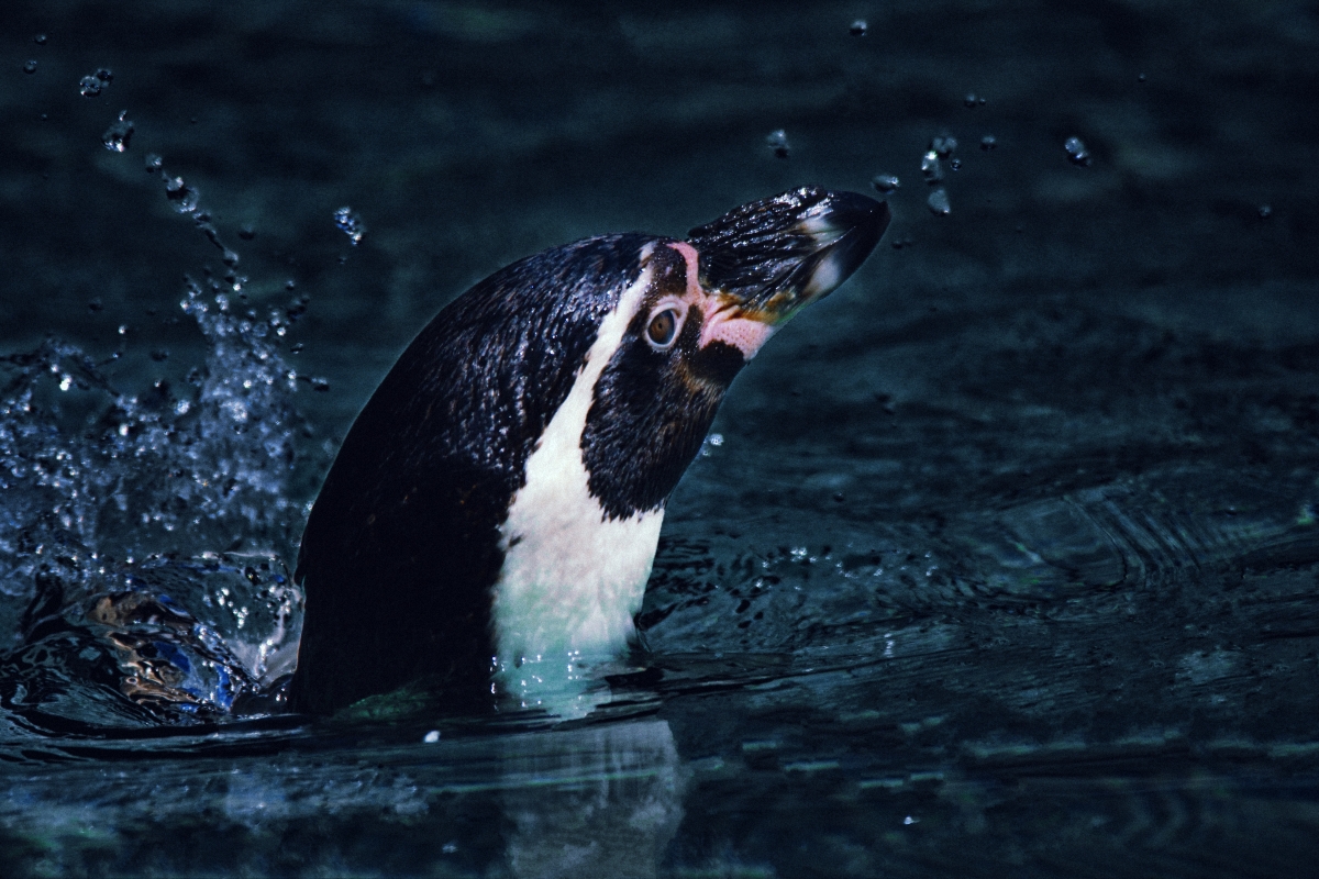 Humboldt Pinguin